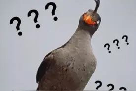 大爷大妈组团大笑锻炼，好笑吗？图片
