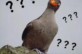 大爷大妈组团大笑锻炼，好笑吗？图片