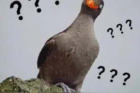 大爷大妈组团大笑锻炼，好笑吗？图片