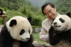 探秘大熊猫国家公园①“熊猫爸爸”张和民：四川经验提供全球范例图片