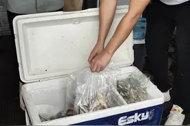 西湖正在做的这件事史无前例：湖底藏着多少鱼，怎么给鱼做普查，结果啥时出图片