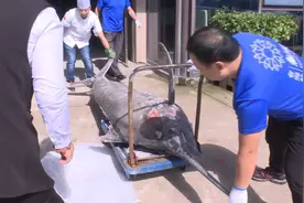 青岛渔民捕获322斤的旗鱼上岸了！整条鱼足足有三米长图片