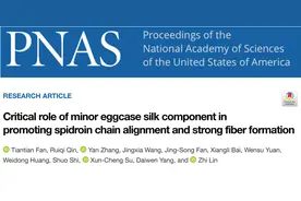 人造蜘蛛丝！天大团队提供新方向图片