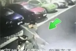 2月内47起！男子半夜潜入小区兜猫，宠物猫、流浪猫都不翼而飞，监控画面惊人图片