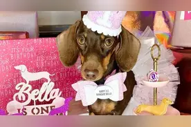 女子为爱犬举办奢华生日派对 狗狗收到堆积如山的礼物图片