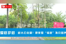 树木“打点滴”？原来是绿化管养单位为它“输液”补充营养图片