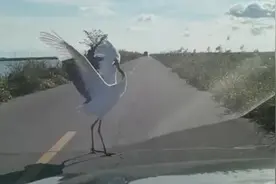 丹顶鹤“拦车跳舞”，车主：幸运能欣赏视频封面