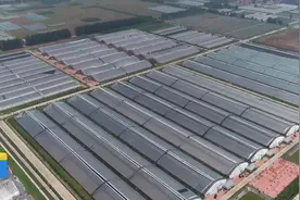 538个西甜瓜新品种亮相潍坊“致富果”开辟农民致富新路径图片