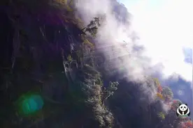 中国国家公园｜大熊猫国家公园视频封面