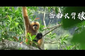 我们的共同家园｜生态海南 多姿多彩视频封面