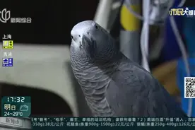 家里飞来一只鸟  竟是濒危物种非洲灰鹦鹉视频封面