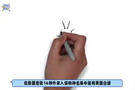 密恐建议掌握：怎么对付外来入侵物种“大胃王”美国白蛾？视频封面