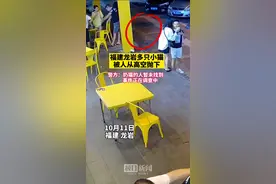 福建龙岩多只小猫被人高空抛下，警方：正在调查图片
