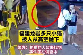 福建龙岩多只小猫被人高空抛下，警方：正在调查图片
