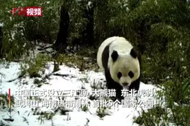 甘肃的大熊猫：我们的户口地址变为“第一批国家公园”啦视频封面