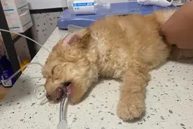 8岁男孩当街虐打幼犬？妈妈：儿子抱小狗时被咬疼 希望通过法律途径解决图片