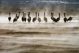 黑颈鹤，绿孔雀，鸟类学家杨晓君的鸟与梦飞行图片