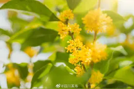 你知道吗？成都种植最多的花卉是桂花图片