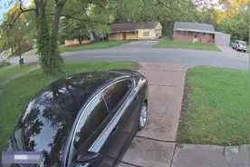 美国男子被狗追跳上汽车顶躲避 车内女子按喇叭赶走狗图片