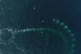 迷人画面！座头鲸群吐出螺旋泡泡捕食磷虾图片