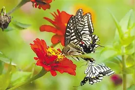 清水沟：田园美景入画来图片