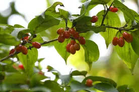 九九重阳，你知道该如何插茱萸吗？图片