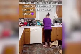 觉察主人癫痫将发作！机灵狗子提前预警为主人摔倒做缓冲图片