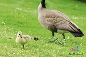 买羽绒服越厚越保暖？鸭绒好还是鹅绒好？图片