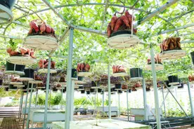 「粤港澳媒体看山东」 潍坊“三个模式”写就新“齐民要术”图片