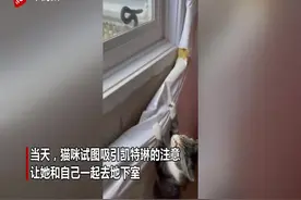 热心猫咪带领主人解救被困动物 主人过去发现是蛇被卡住图片