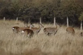 你听过梅花鹿的声音吗？萌化了图片