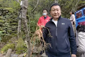 聚焦山地论坛⑤落户九寨 30岁的人参长啥样？图片