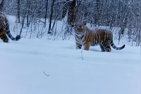 中国国家公园｜东北虎豹国家公园视频封面