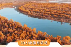 收藏！2021年南疆胡杨林变色时间预测来啦图片
