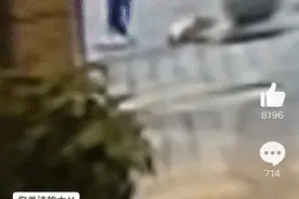 出生40多天小狗被男童抱摔，虐杀动物事件频发，该怎么办？图片
