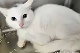 山东大学学生救助受伤小猫，如今小猫已康复求领养图片