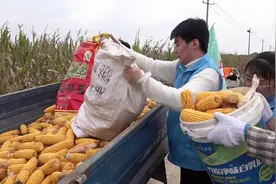聊城80多名青年志愿者进田收玉米 助力秋粮顺利入仓图片