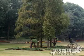生命故事丨“活化石”水杉记录了哪些地质环境变迁历史图片