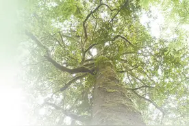 最初野外仅发现6株，如今回归自然1.5万余株 华盖木在抢救性保护中迎来新生（人民眼·加强生物多样性保护）图片