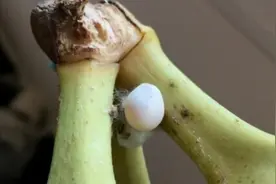 女子买香蕉发现上面有白色蛋 里面孵出粉红色生物图片