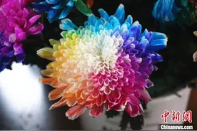 当菊花开成彩虹 赤橙黄绿青蓝紫图片