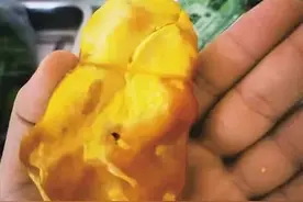 海南万宁一只母鸡有“鸡宝”？听听专家怎么说图片