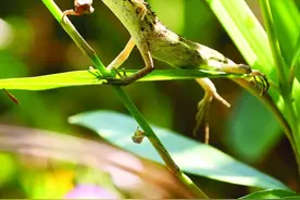 惠州西湖萌宠：变色树蜥魔幻蜥利哥大隐隐于市图片