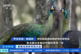 国家一级保护动物、珍稀濒危野生动物！中科院研究员，带你了解绚丽多彩的绿孔雀→图片