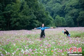 江西新余：百亩花海竞相绽放引客来图片