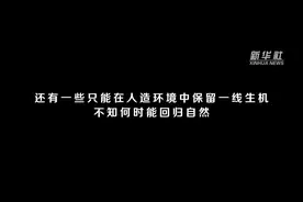 聚焦生物多样性大会 | 重磅微视频：“野桔子”新生图片
