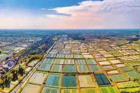 仙桃已成为全国最大的黄鳝贸易市场图片