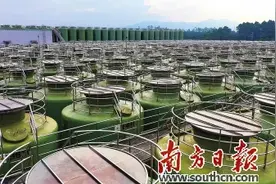 打好特色牌 激活“镇”能量图片