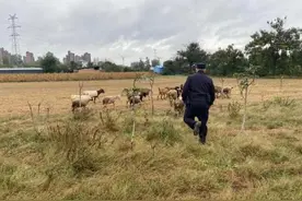 放羊大伯“全部家当”集体出逃，警方脚印寻踪一只不差找回图片