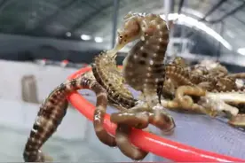 挺进深蓝｜托起水产种业振兴，小海马撬动大市场图片